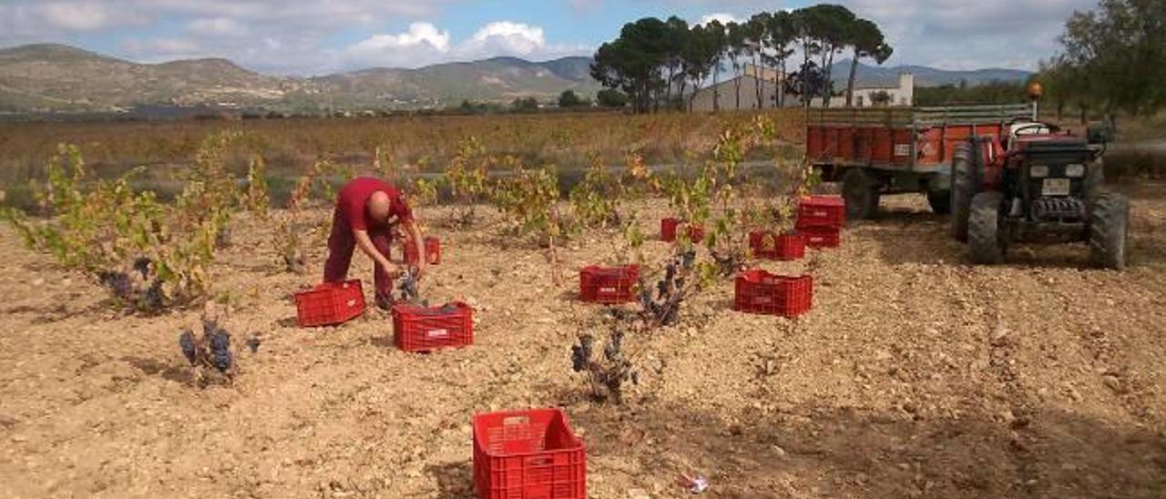 Un agricultor recoge uva en el Vinalopó.