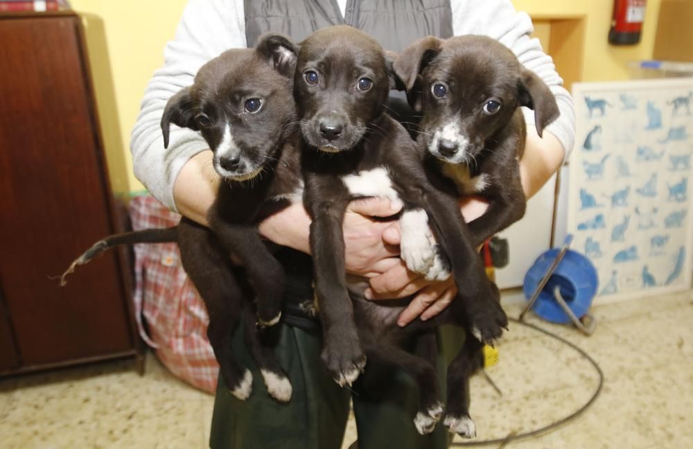 Perros del refugio de A Madroa // Alba Villar