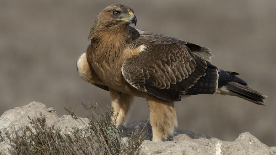 Un ejemplar de águila perdicera, fotografiada en la comarca muleña. | ANTONIO NIETO