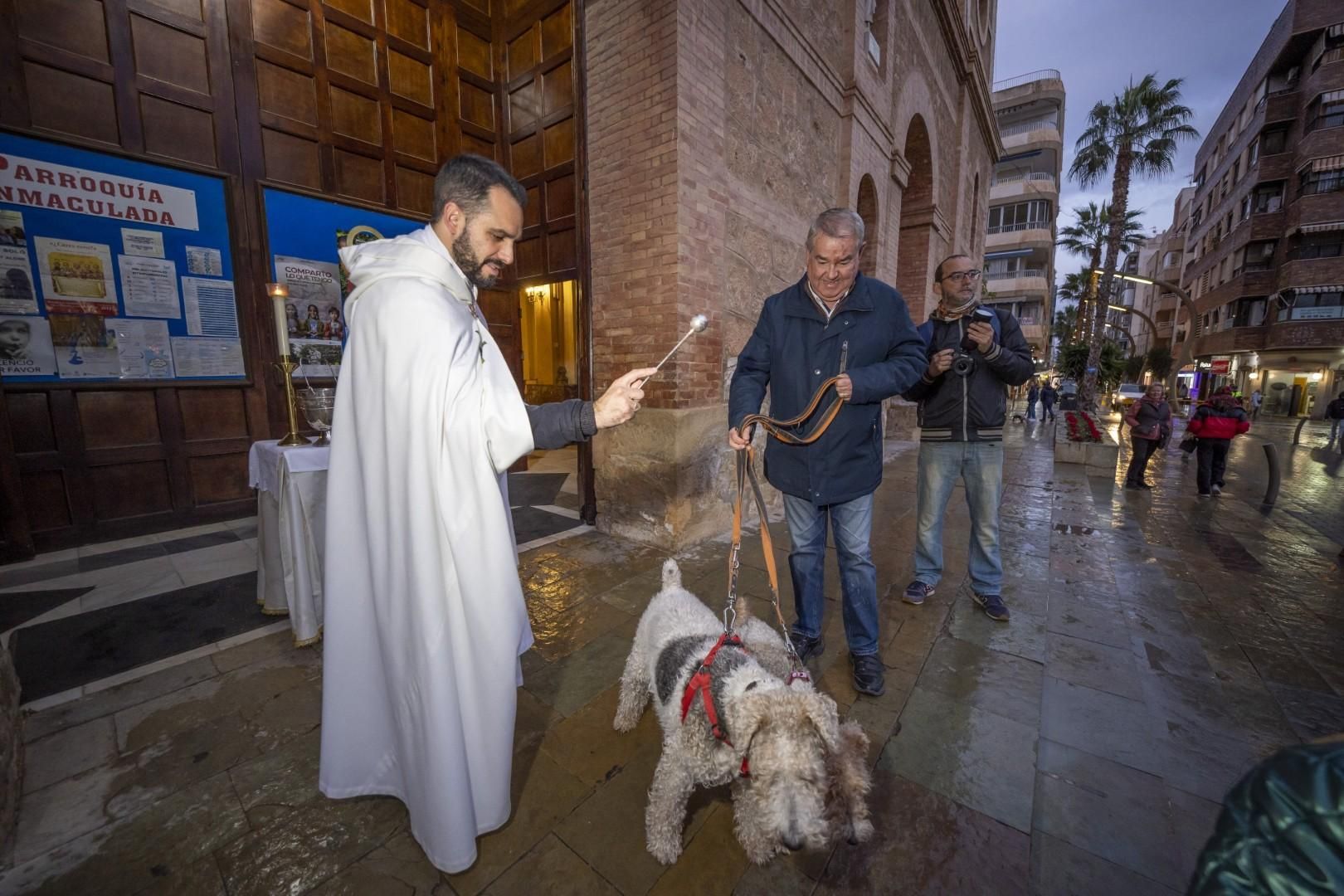 Bendición de animales por San Antón bajo una lluvia invernal en Torrevieja