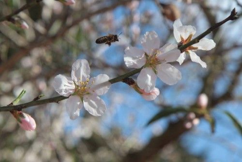 Mandelblüte ist nicht gleich Mandelblüte