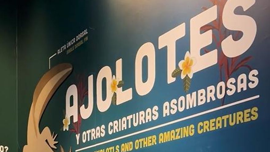 Ajolotes y saltarines de fango, protagonistas del nuevo espacio de Acuario de Sevilla