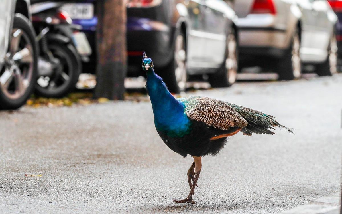 Un pavo por las calles de Madrid