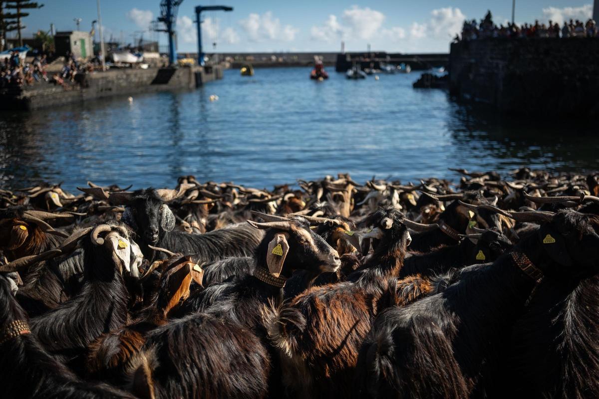 Así se vivió el tradicional baño de cabras en el muelle de Puerto de la Cruz