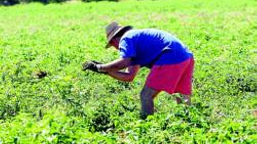 La sequía disminuye más de un 10% la renta agraria en 2012