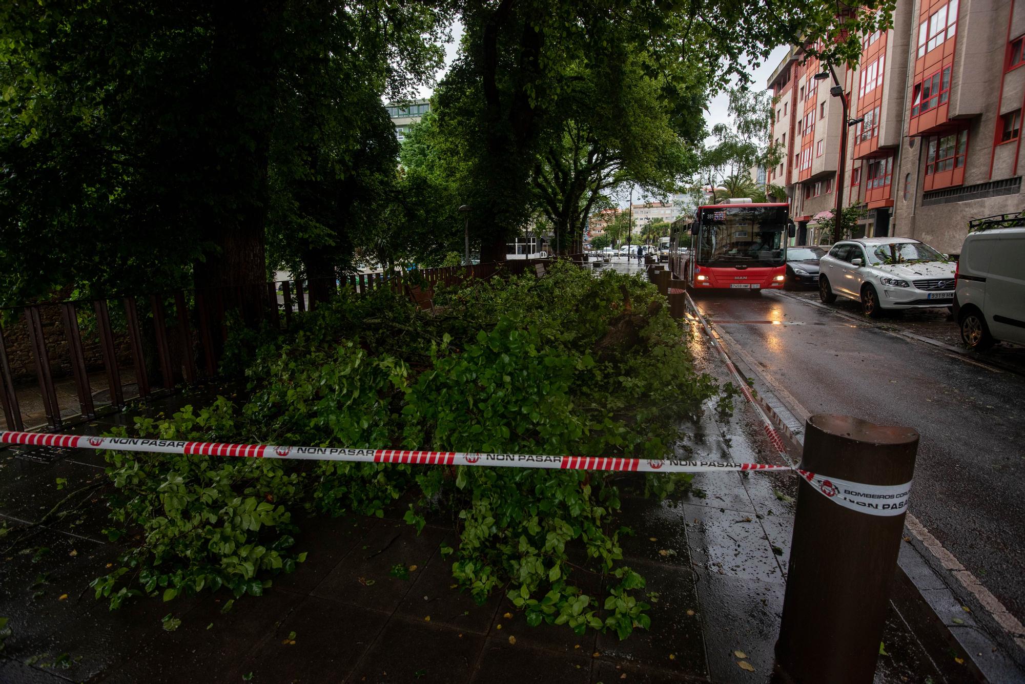 Cae un árbol en la calle Orillamar