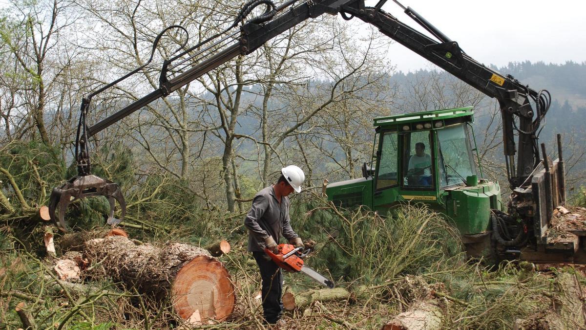 Dos trabajadores cortan madera en el monte del Cordal, en Peón (Villaviciosa).