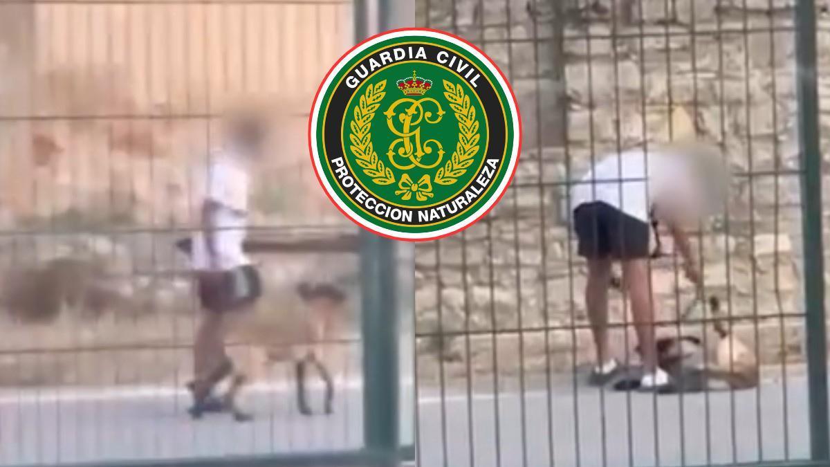 La Guardia Civil y aha identificado al joven que maltrataba a su perro en Catalunya.