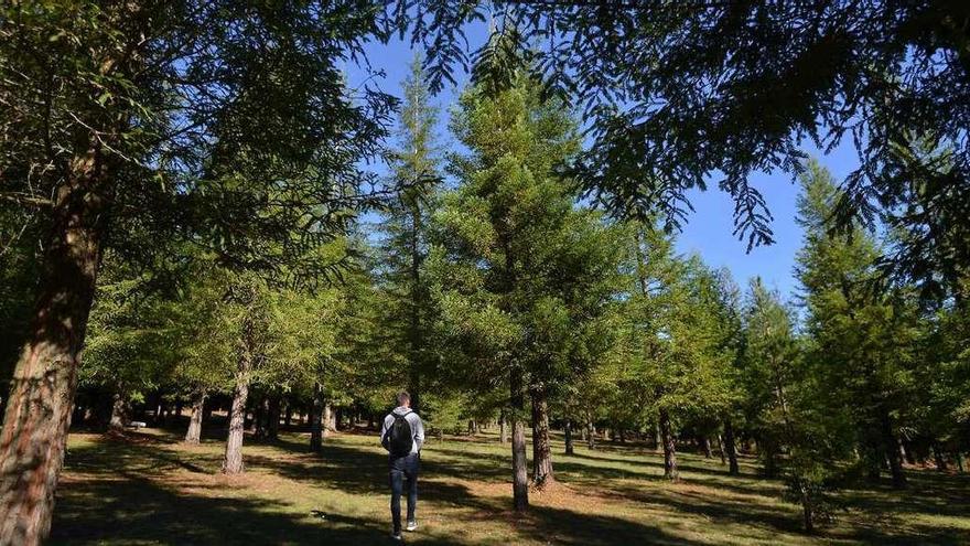 El bosque de secuoyas de Poio es uno de los que figura en la campaña turística de la provincia que promueve la Diputación. // Gustavo Santos