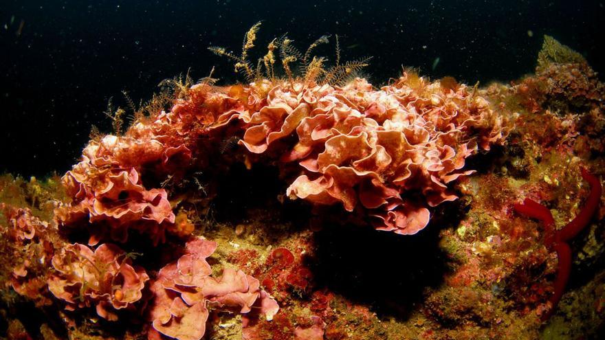 Sedales y aparejos de pesca en las profundidades de Cabo de Palos