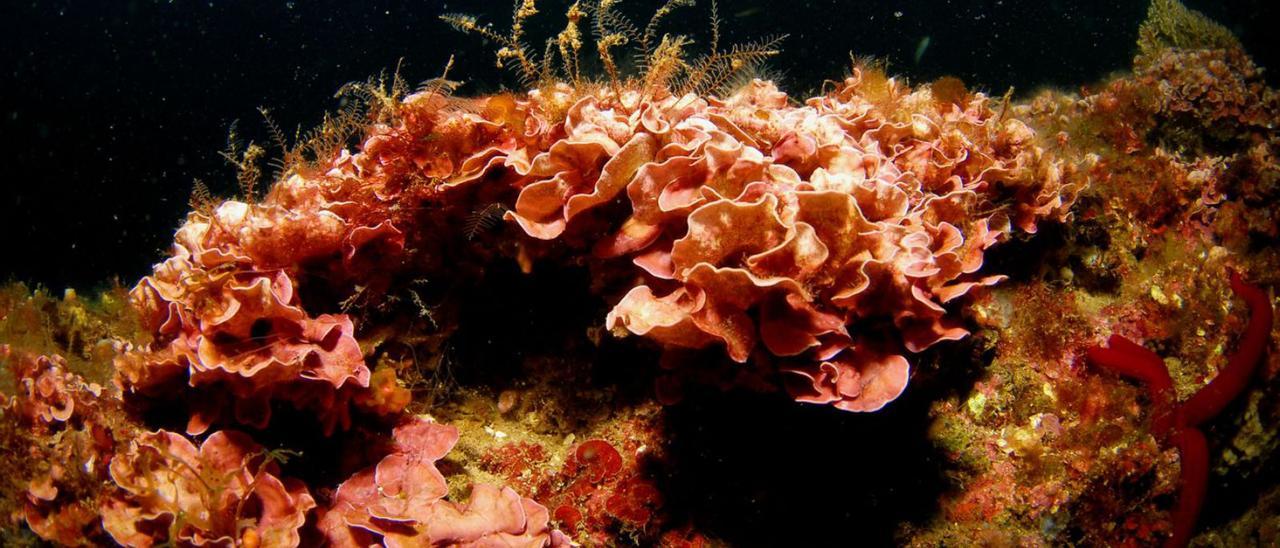 Arrecife de algas rojas calcáreas, especie presente en los fondos de Cabo de Palos.