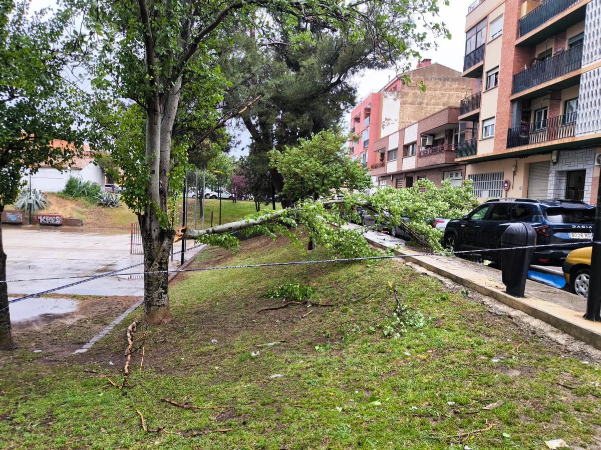 Una rama ha caído sobre un coche en Casetas.