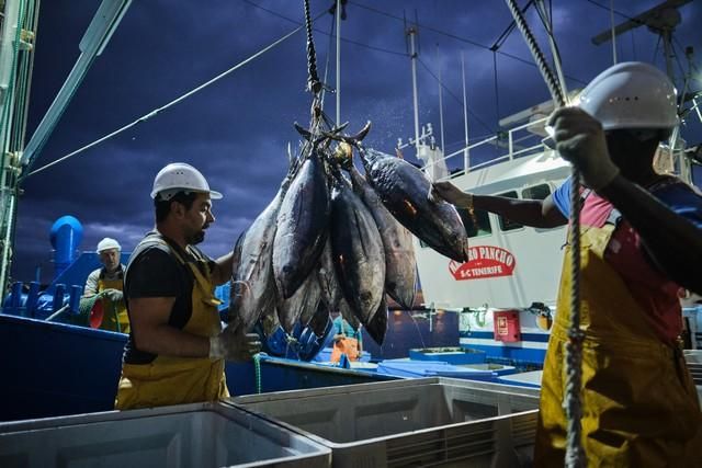 Descarga de atún en el puerto de Santa Cruz