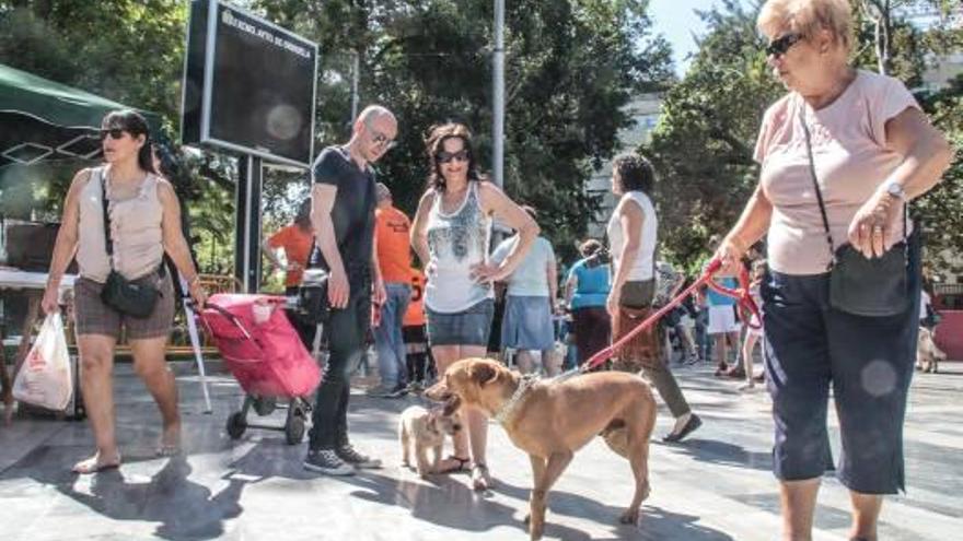 Contra el abandono y el maltrato animal