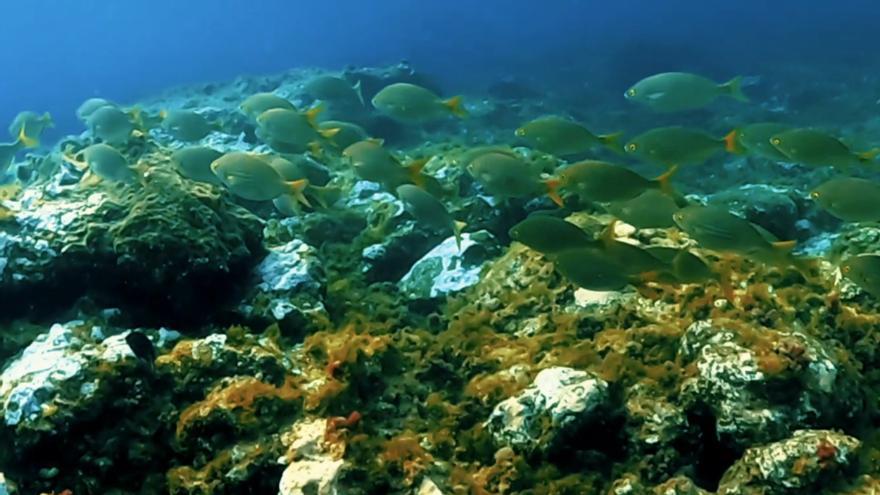 La acumulación de microplásticos crece en Canarias por las corrientes atlánticas