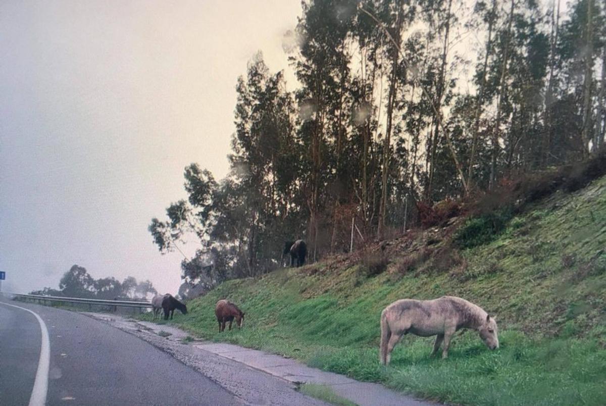 Algunos de los caballos en el talud de la Autovía en Meira. | SANTOS ÁLVAREZ