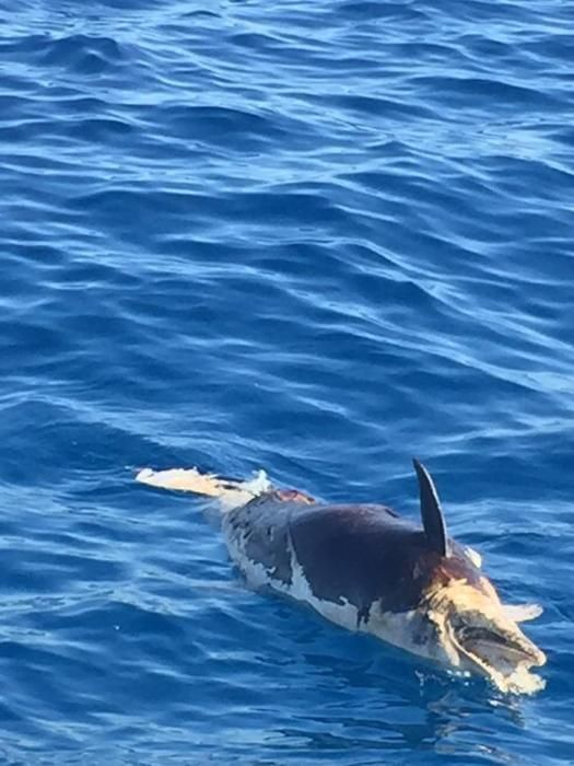 Hallan un delfín muerto en el Caló des Sivinar en Santanyí