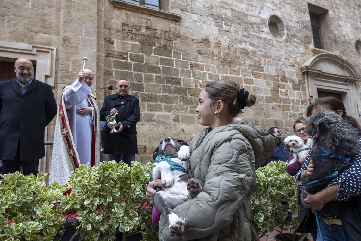 PALMA. BENEIDES DE PALMA 2026.