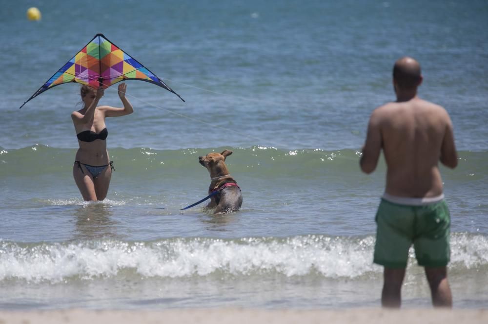 Primer día de la zona para perros en la playa de Pinedo