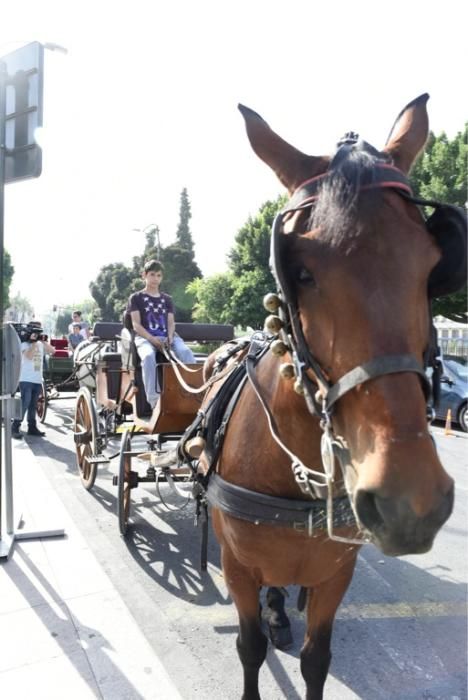 Ruta en carro al corazón de la Huerta