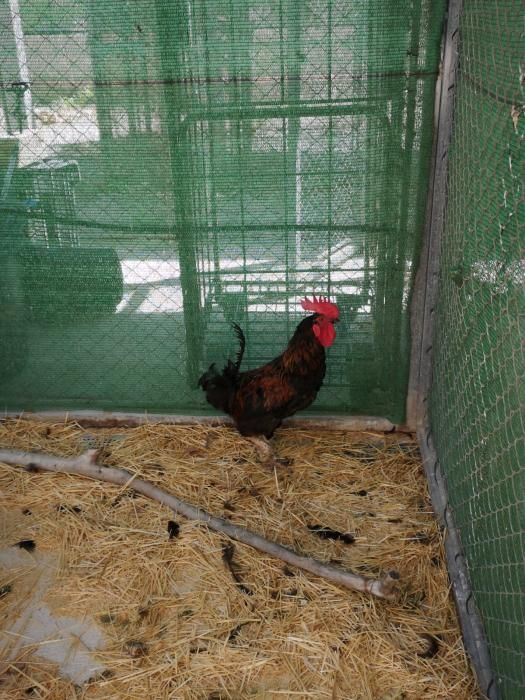 Así es el Centro Municipal de Avifauna de València