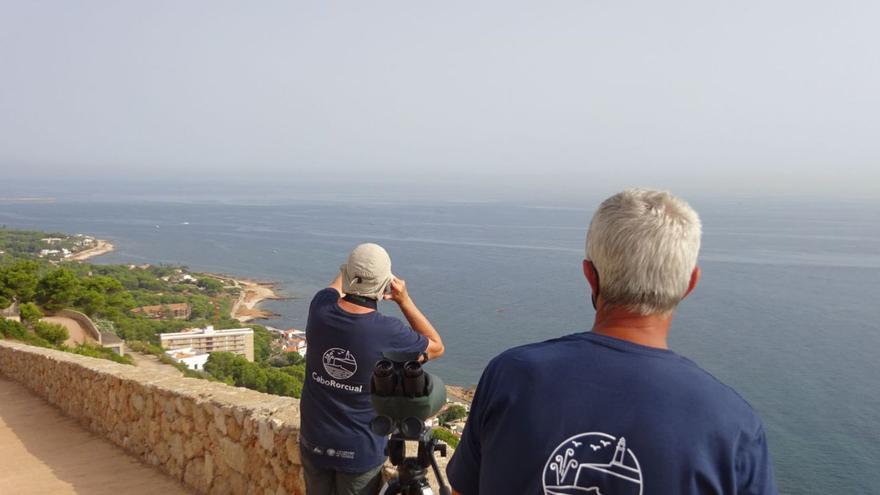 El proyecto Cabo Rorcual sellará las ballenas con un GPS para seguirlas