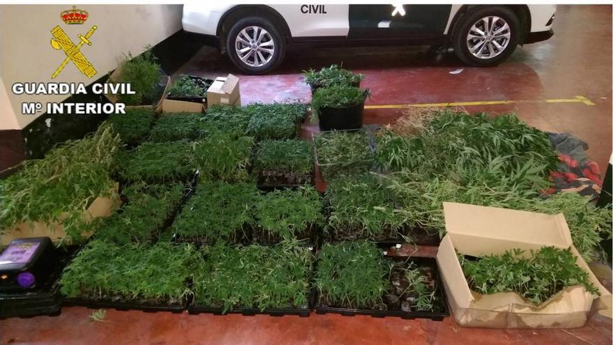 Cae una red de plantaciones de marihuana en el interior de viviendas