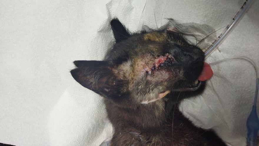 Uno de los gatos heridos en el ataque en perdigones en una colonia de Málaga./  L. O.