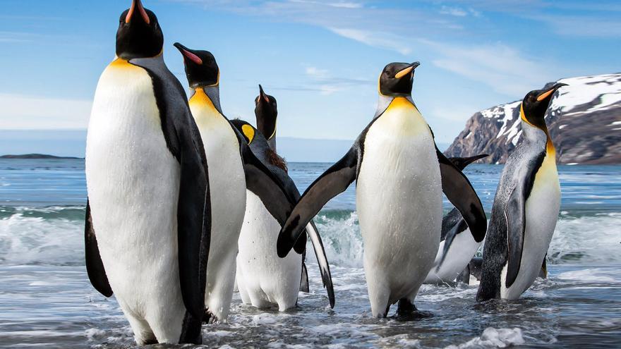 El 90% de las colonias de pingüino emperador pueden desaparecer por el calentamiento de la Antártida