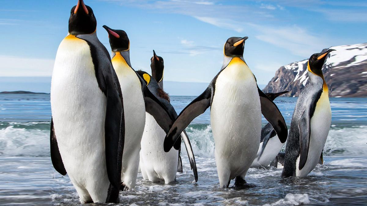 Los días pueden estar contados para el pingüino emperador