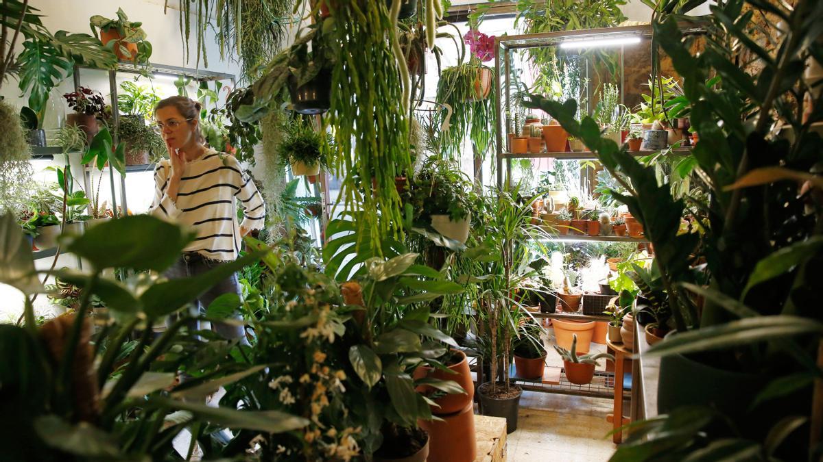 Casa Protea es una 'boutique' con más plantas que el Amazonas.