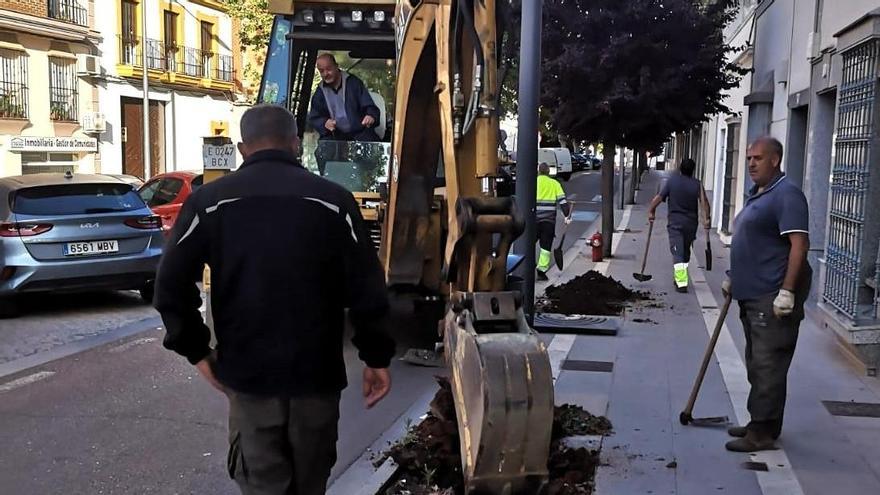 Trabajo de reposición de árboles en San Antonio.