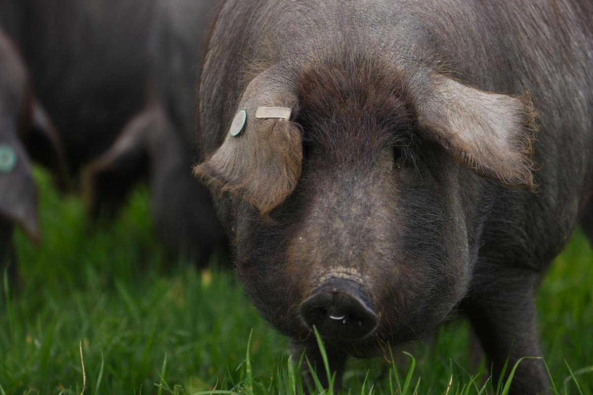 Un cerdo se alimenta en el Valle de los Pedroches.