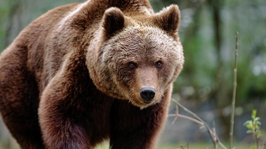 Los osos se comunican a través del olor de sus pies - Información