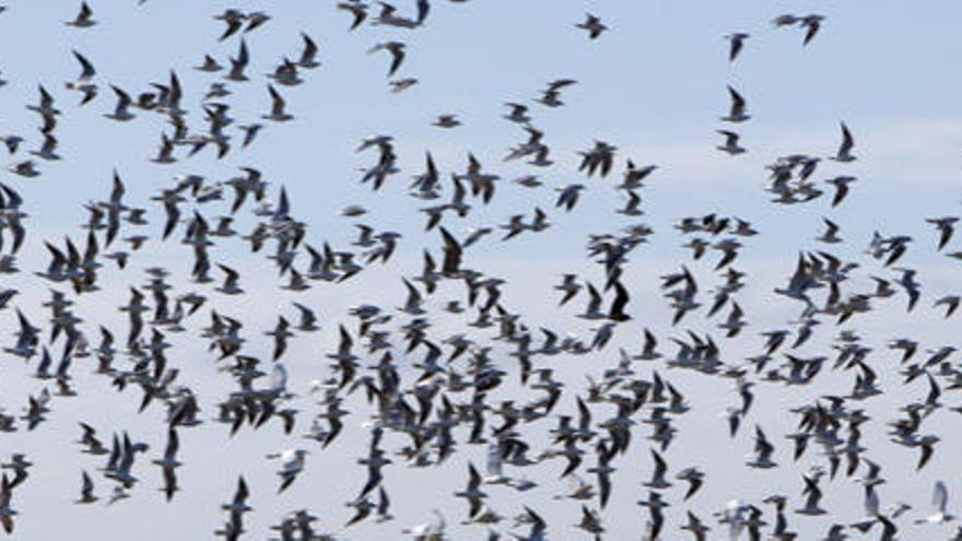 Los ataques de gaviotas aumentan un 50% en Barcelona