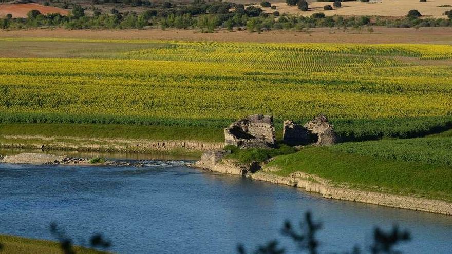 Cultivo de girasol en el suelo de uno de los embalses zamoranos.