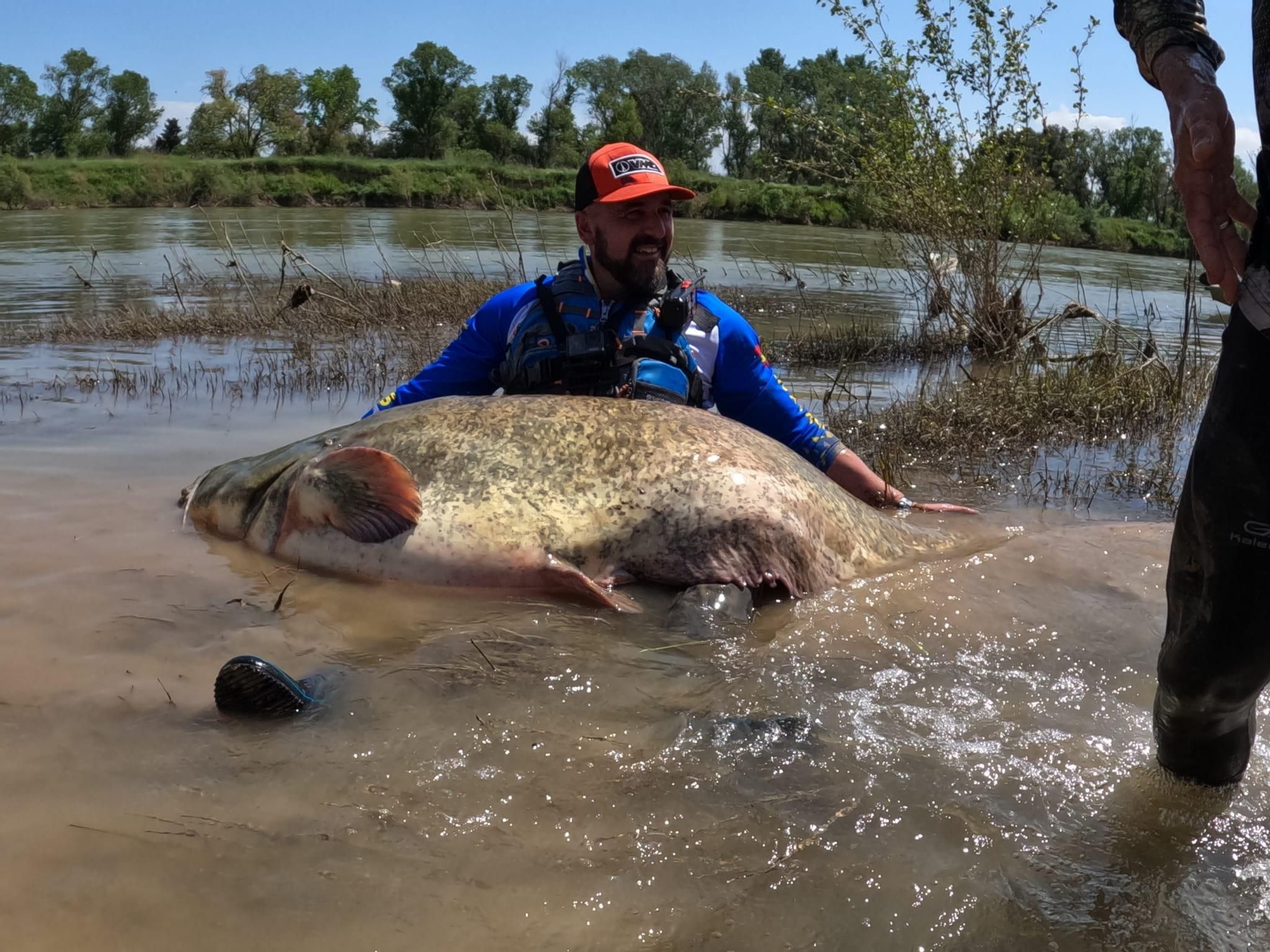 EN IMÁGENES: El monstruoso siluro pescado por unos asturianos en el Ebro