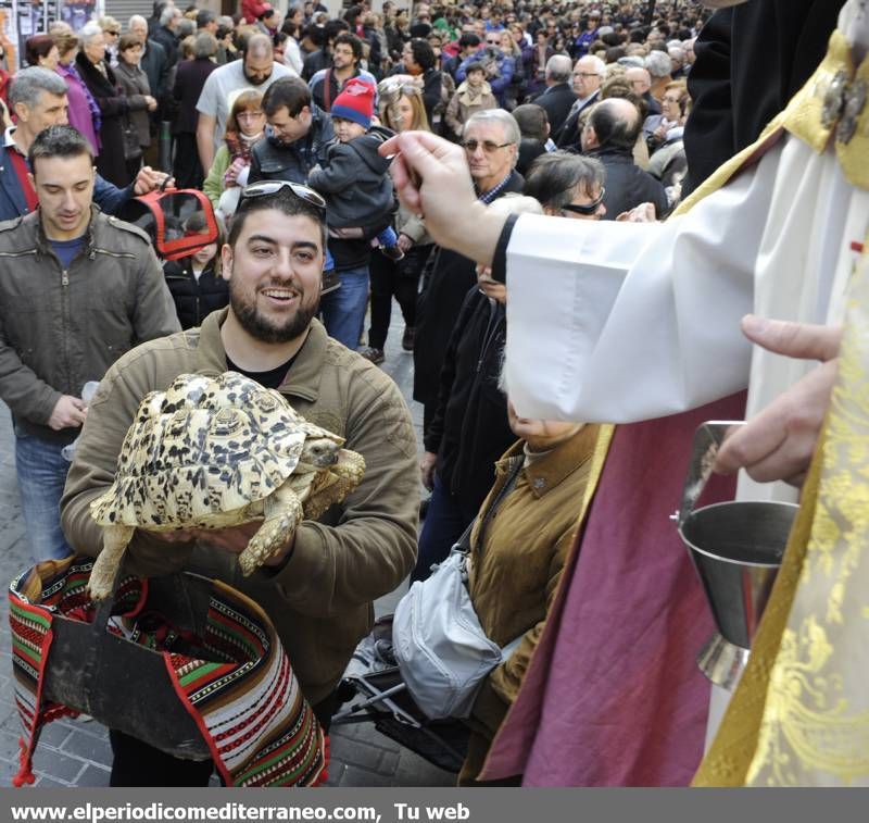 GALERÍA FOTOS - La provincia celebra Sant Antoni