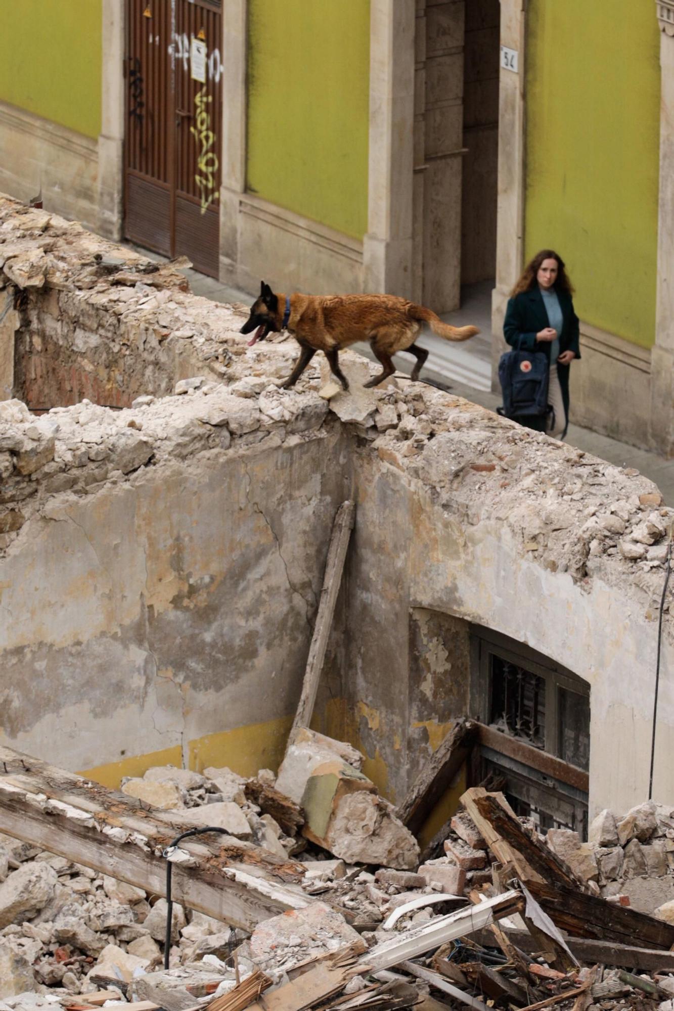 El entrenamiento de la Unidad Canina de Rescate del Principado en Gijón, en imágenes