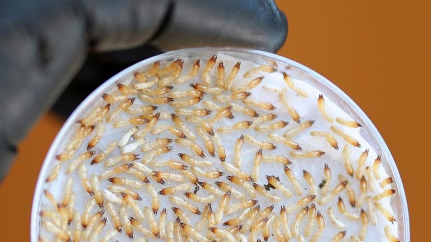 Termitas en Tenerife