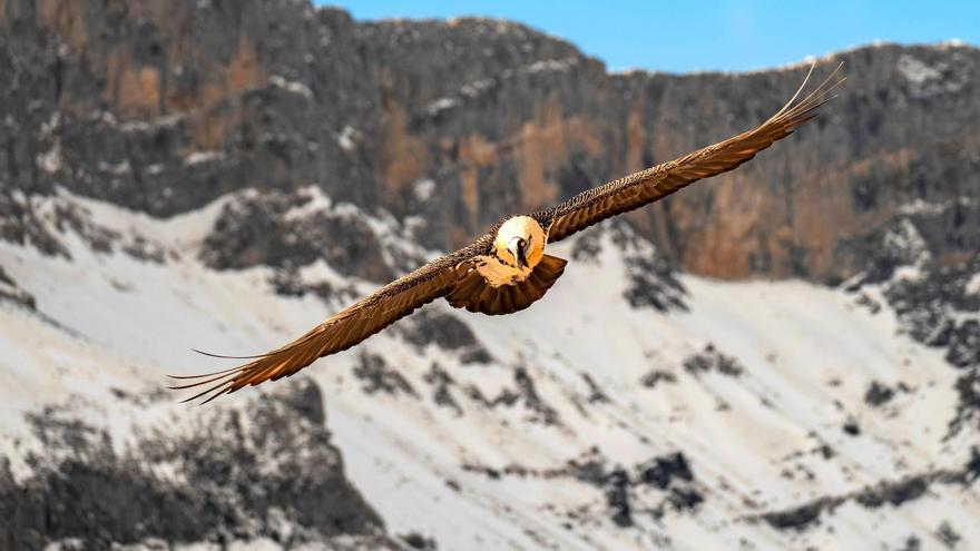 Detectan en los Picos de Europa mosquitos capaces de transmitir enfermedades mortales a la fauna