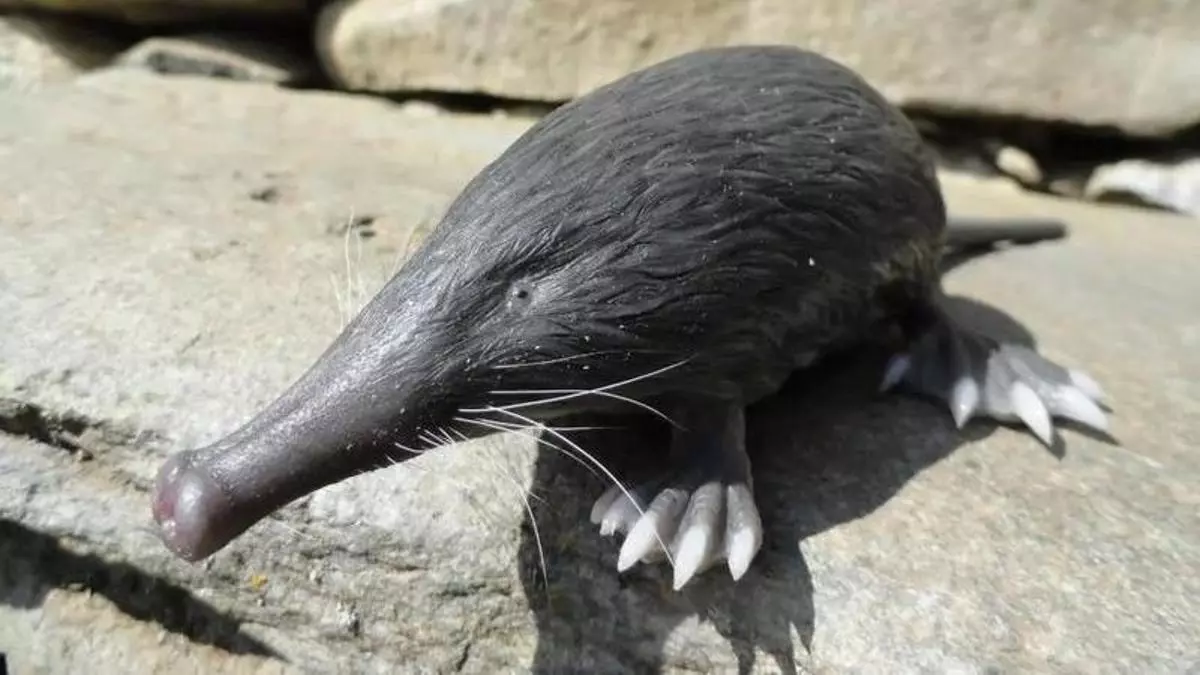 Este es el misterioso y discreto mam赤fero asturiano que se incorpora al listado de especies en peligro de extinci車n
