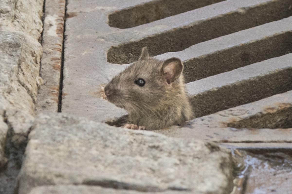 Detalle de una rata en una calle de València. VALENCIA / Orines, ratas, chicles y suciedad por el centro de Valencia