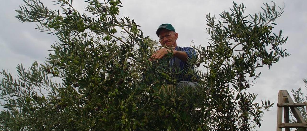 Un payés recoge olivas en una finca de Caimari de la forma tradicional, a mano.