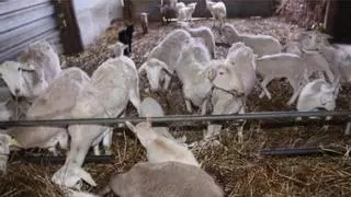 Detectado el virus de la lengua azul en una granja por primera vez desde 2009 en Catalunya
