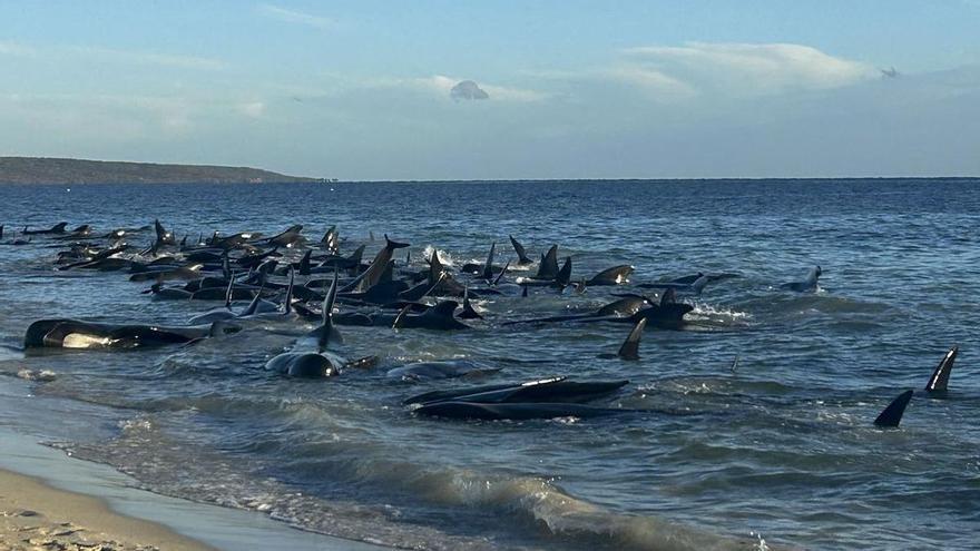 Desenes de balenes es queden encallades en una platja del sud-oest d&#039;Austràlia