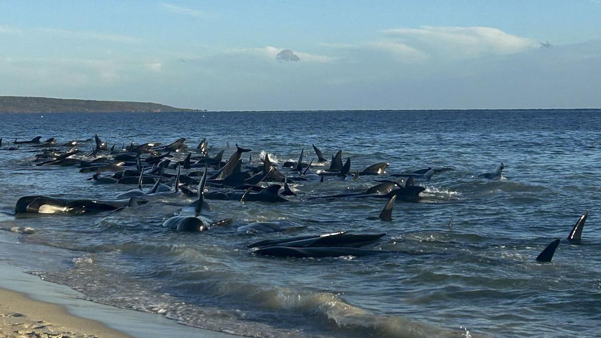 Desenes de balenes es queden encallades en una platja del sud-oest d'Austràlia