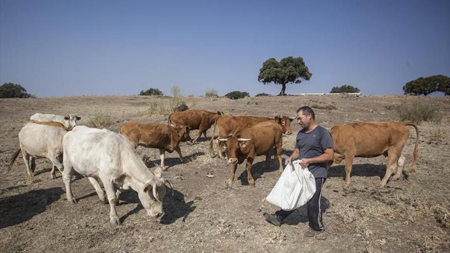 La sequía provoca 449 millones de € de pérdidas en el campo extremeño