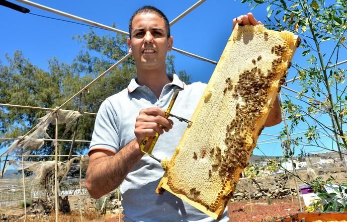 07/06/2018 EL CARACOL, TELDE. Colmenas de abejas ...