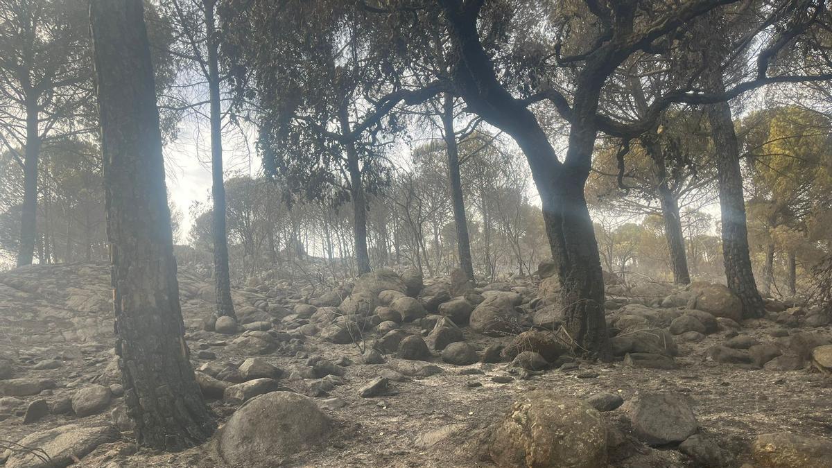 Una de las zonas calcinadas por el incendio de El Machado